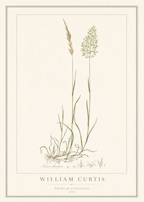 William Curtis Trisetum Flavescens III No1 - Plakat
