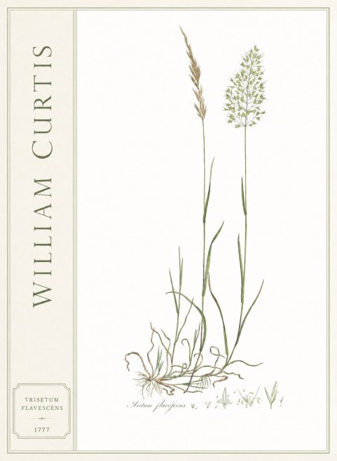William Curtis Trisetum Flavescens III No2 - Plakat