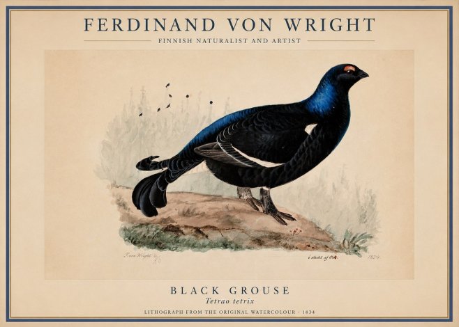 Ferdinand von Wright Black Grouse No1 - Plakat