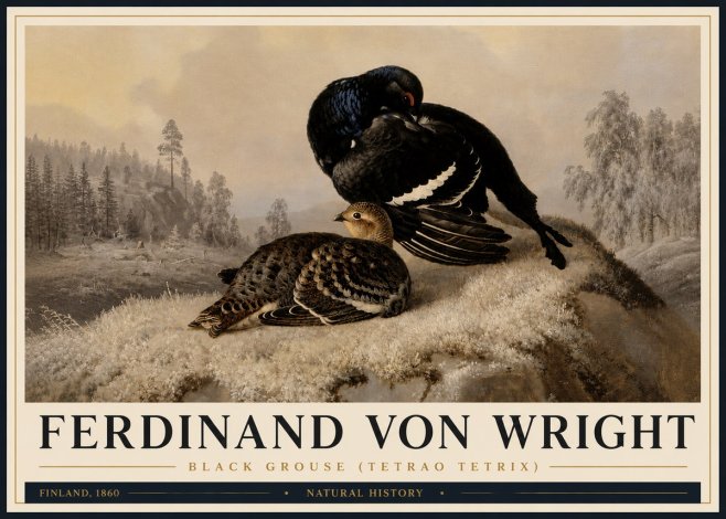 Ferdinand von Wright Black Grouse (Tetrao Tetrix) No4 - Plakat