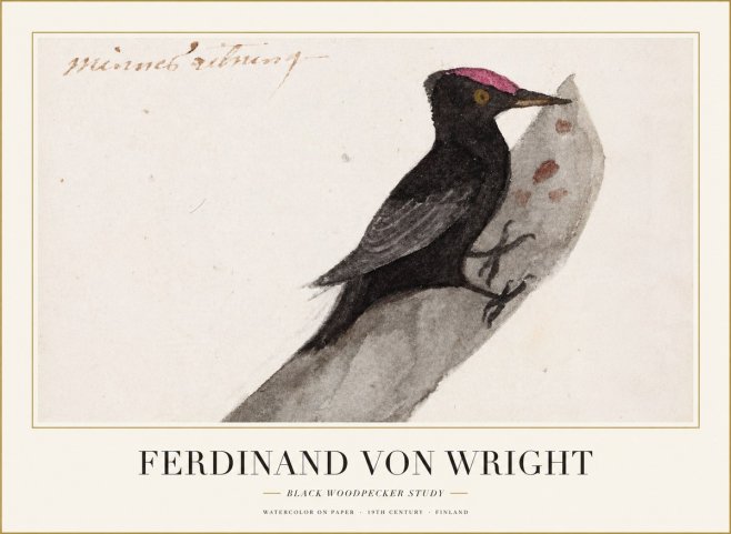Ferdinand von Wright Black Woodpecker Study No1 - Plakat