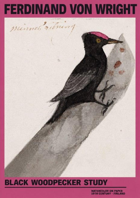 Ferdinand von Wright Black Woodpecker Study No2 - Plakat