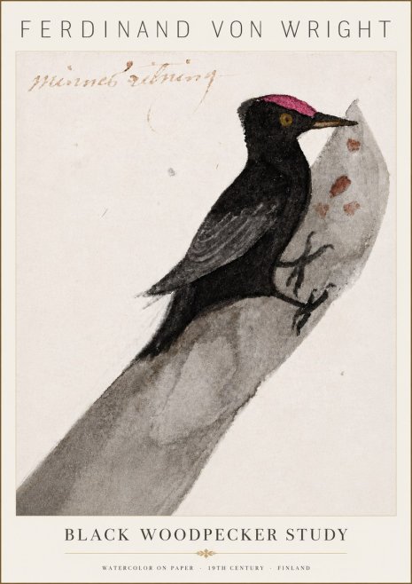 Ferdinand von Wright Black Woodpecker Study No6 - Plakat