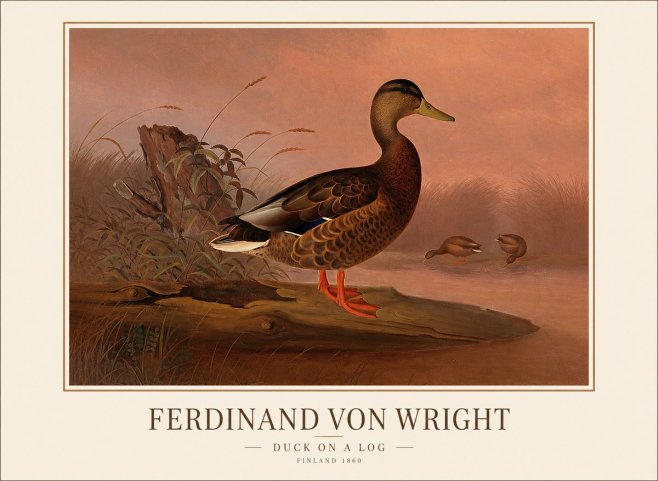 Ferdinand von Wright Wild Duck No2 - Plakat