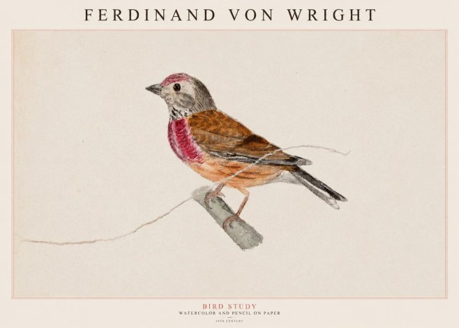 Ferdinand von Wright Bird Study No1 - Plakat