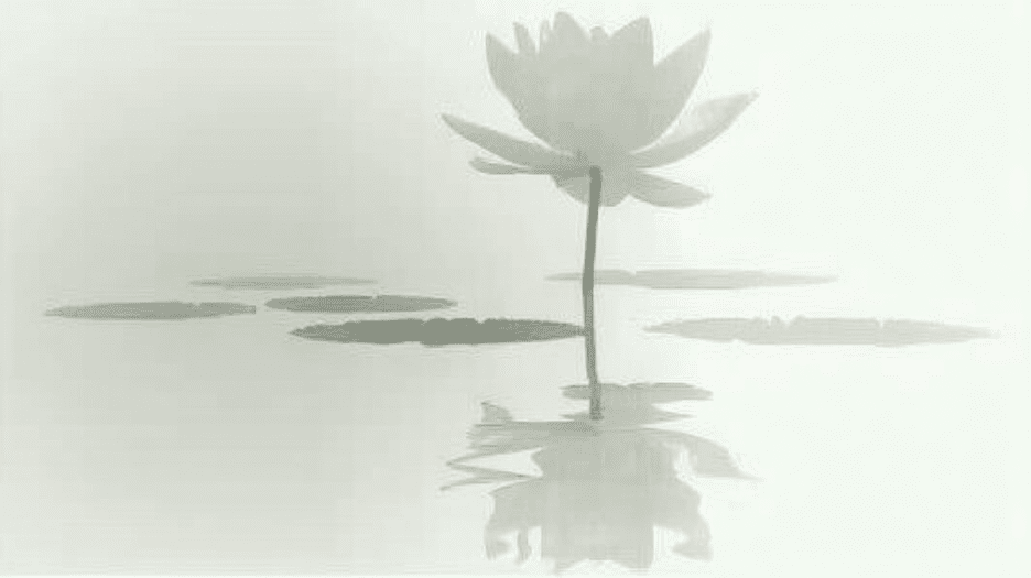 Mist Wrapped Lotus