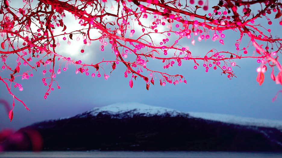 Frosted Berry Delight