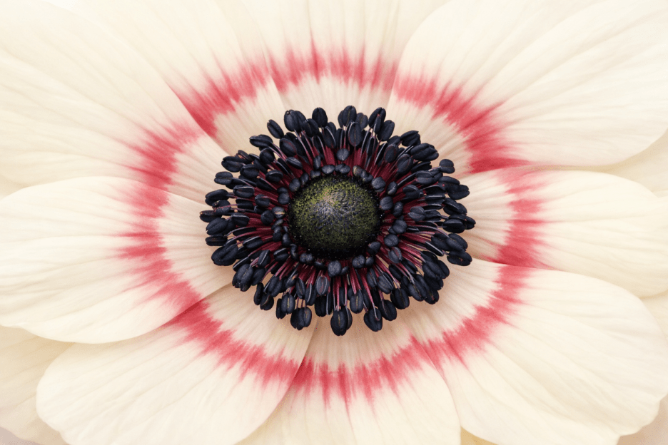 Anemone Bloom