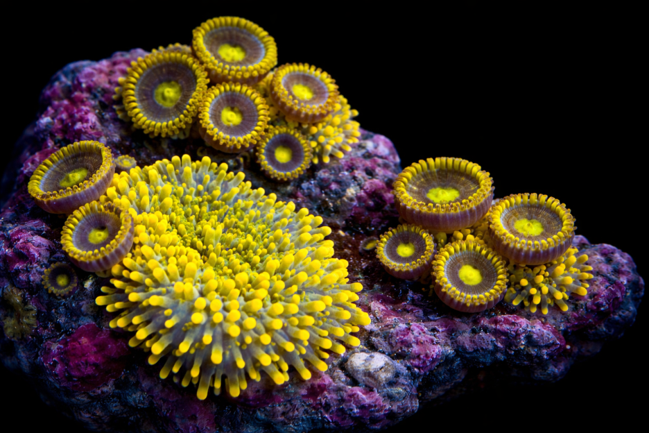 Vivid Tidal Realm