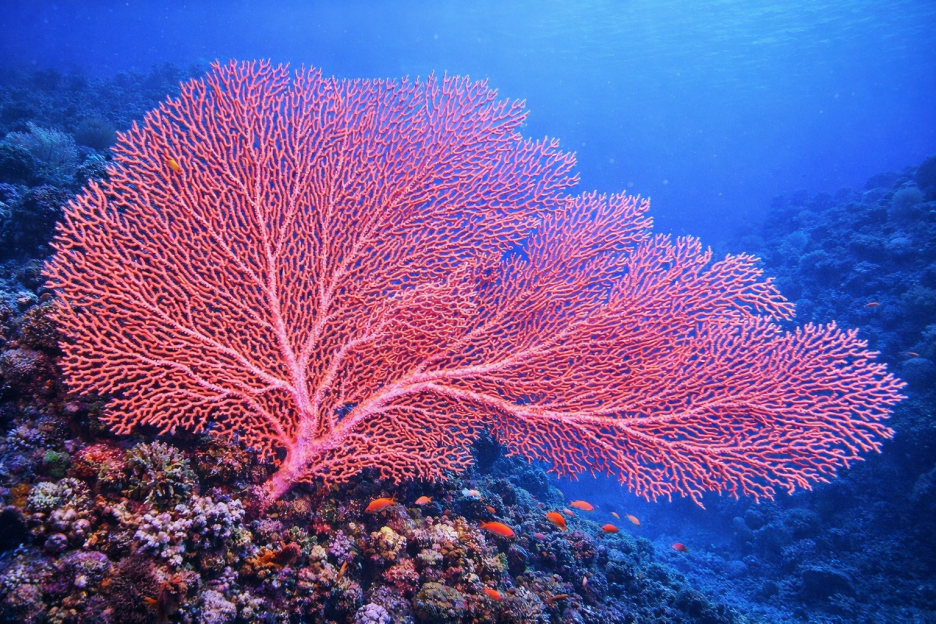 Gossamer Reef
