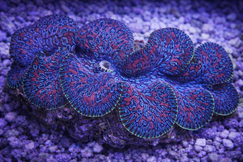 Coral Wave Abstraction