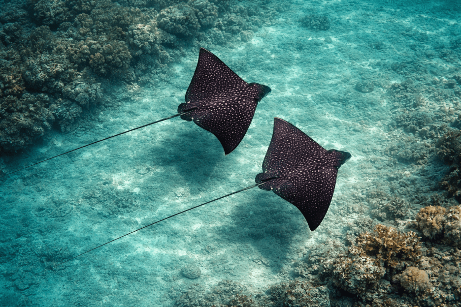 Stingray Flow