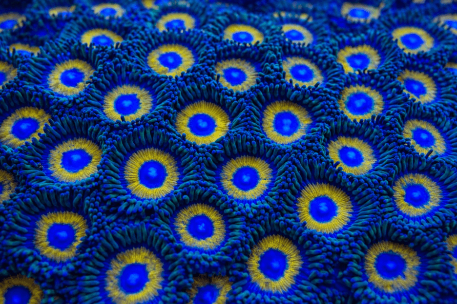 Blue Lenscape Mural