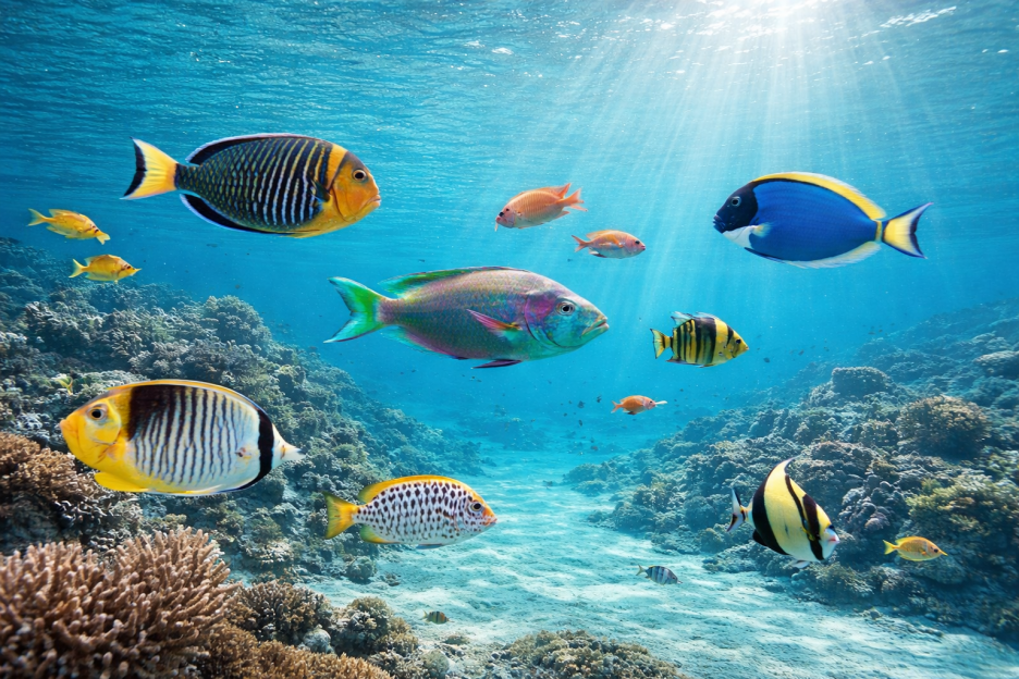 Coral Reef Spectrum