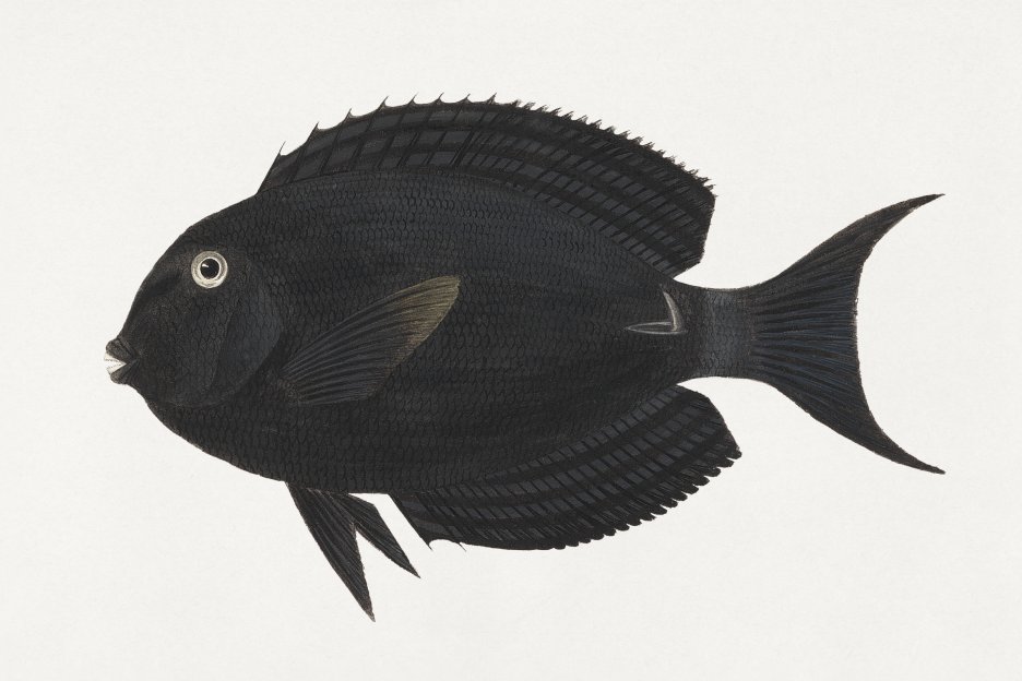 Midnight Fin
