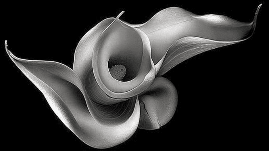 Curved Calla Embrace