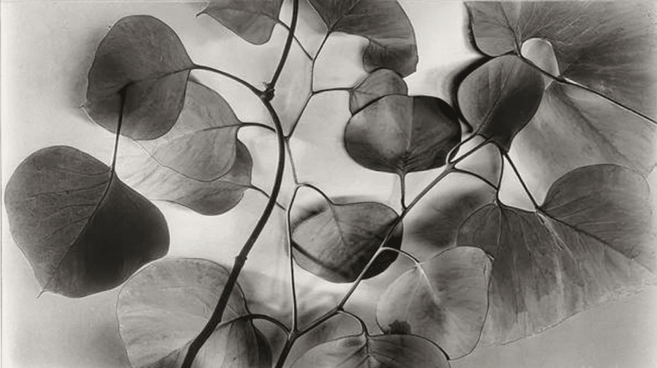 Ethereal Canopy