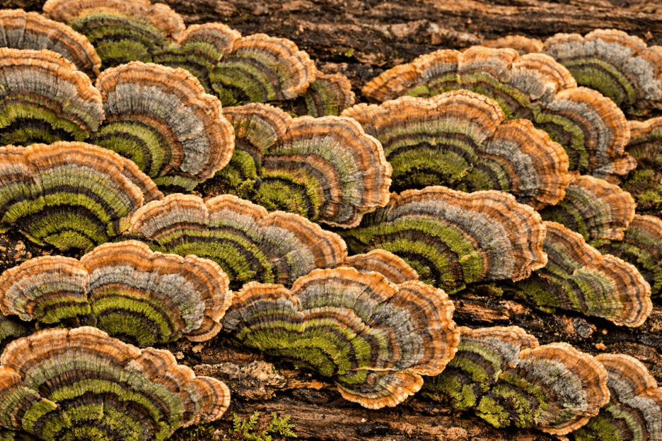 Mushroom Palette