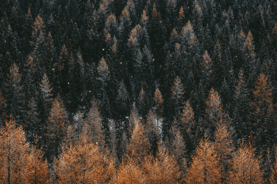 Gilded Thicket