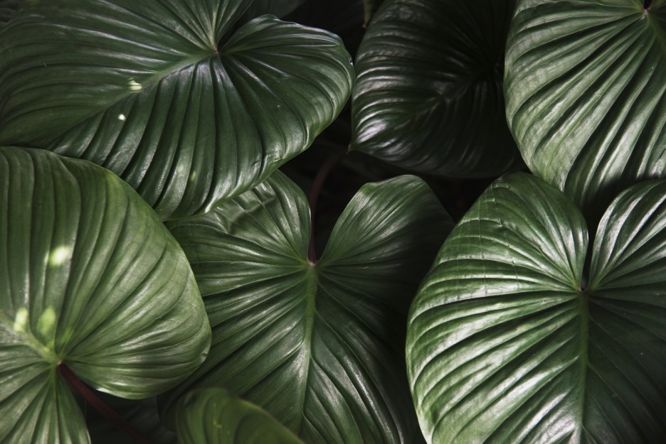 Foliage Undercurrent