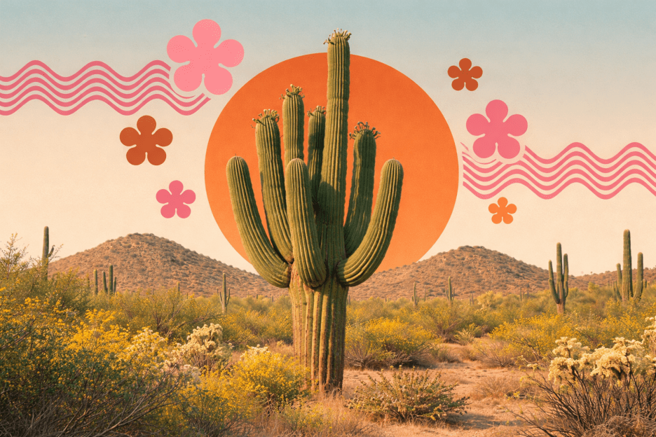 Cactus Dune Vista