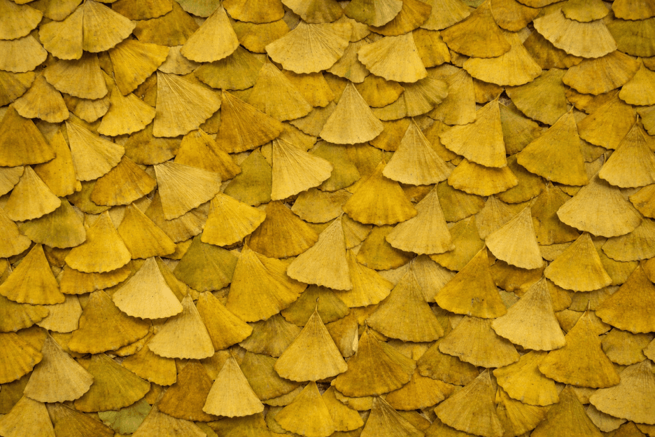 Ginkgo Mosaic