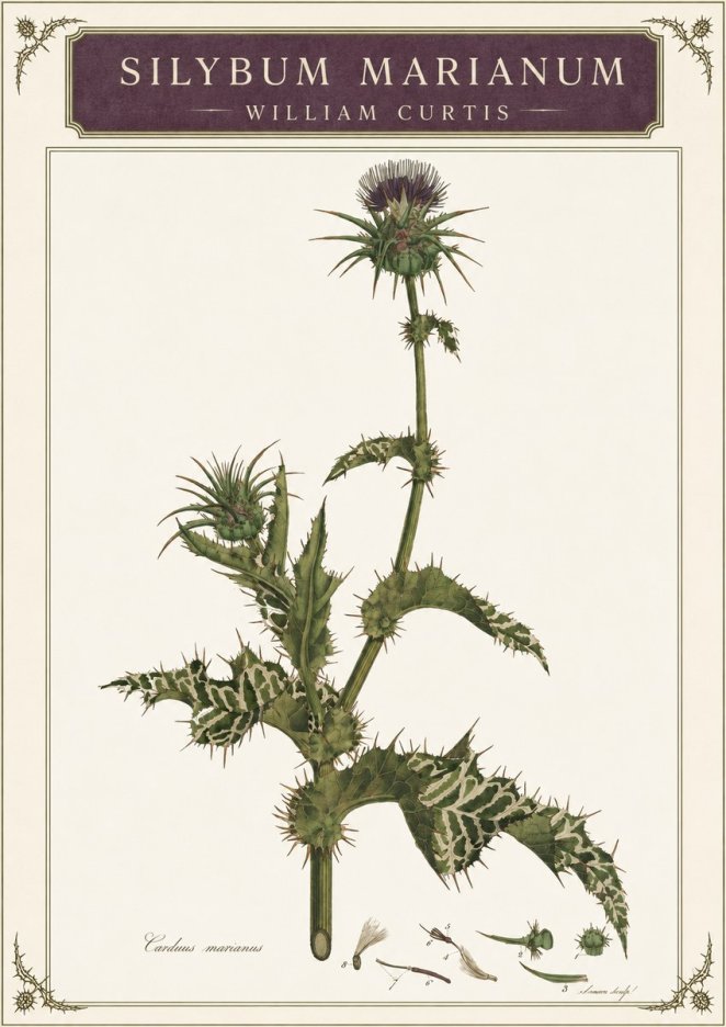 William Curtis Silybum Marianum No3 - Plakat
