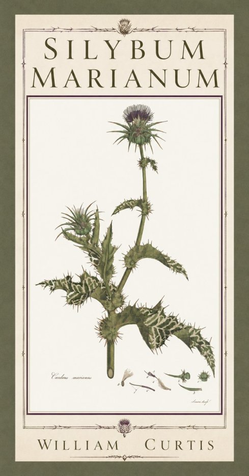 William Curtis Silybum Marianum No5 - Plakat