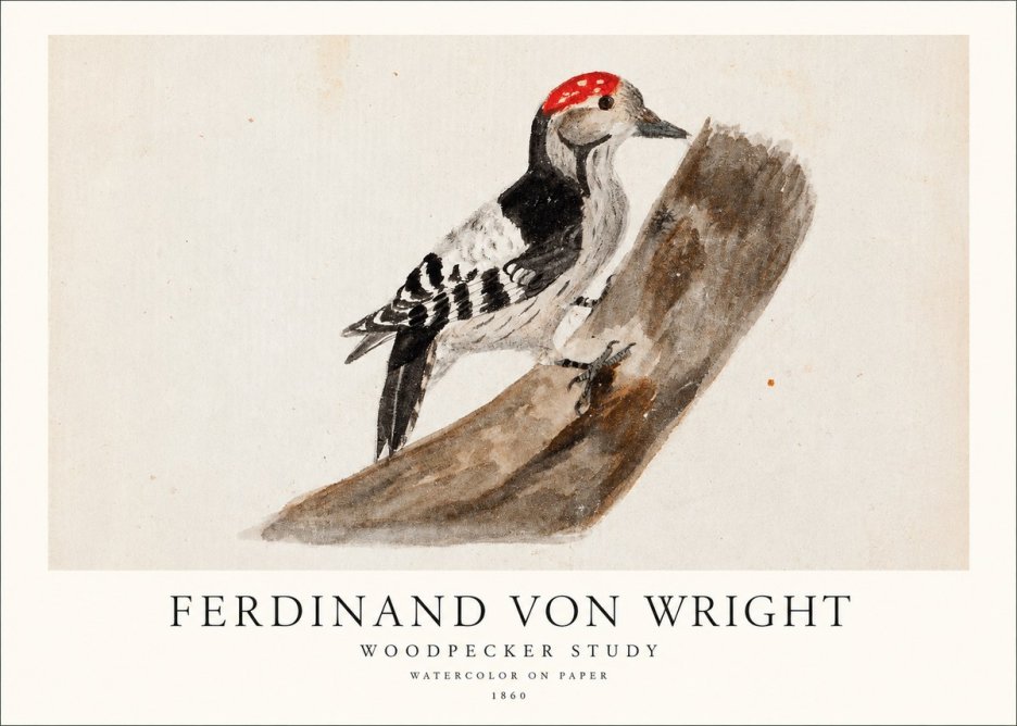 Ferdinand von Wright Woodpecker Study No1 - Plakat