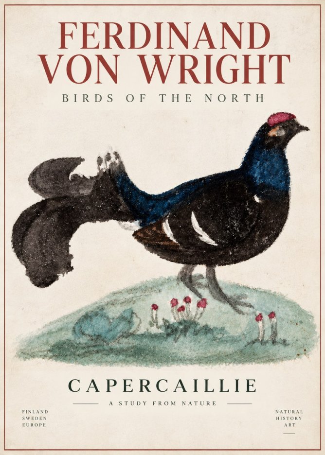 Ferdinand von Wright Western Capercaillie - Watercolor Study No6 - Plakat