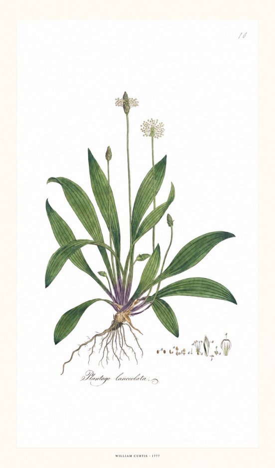 William Curtis Plantago Lanceolata I No6 - Plakat