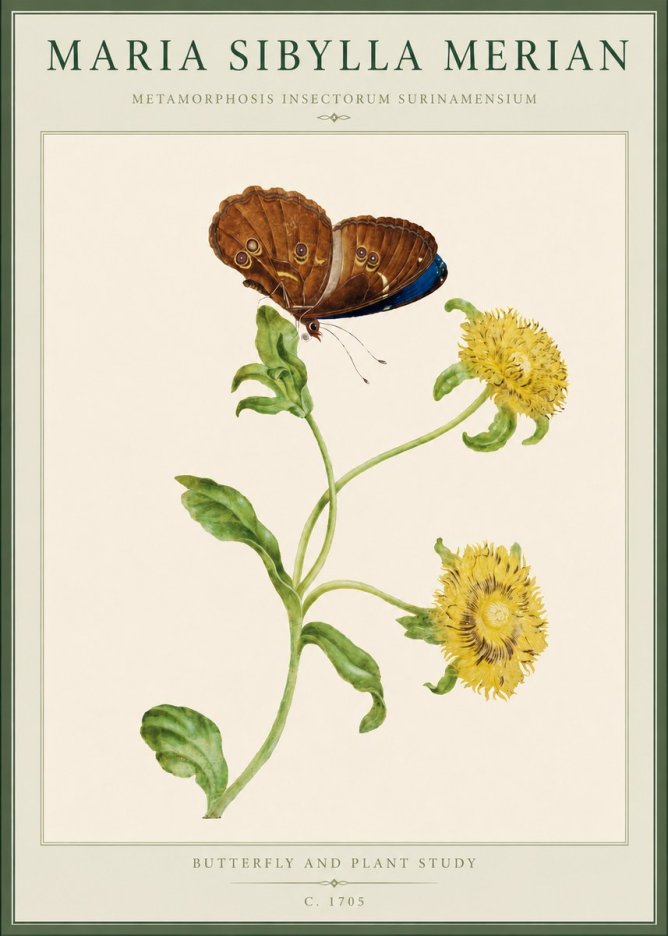 Maria Sibylla Merian Butterfly and Plant Study No4 - Plakat