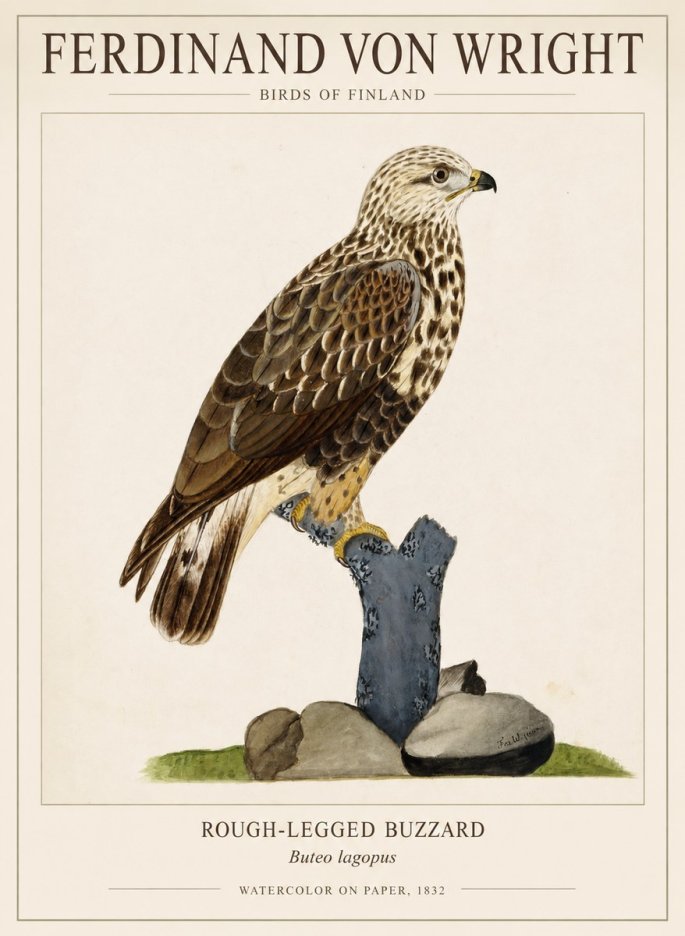 Ferdinand von Wright Rough-legged Buzzard No1 - Plakat