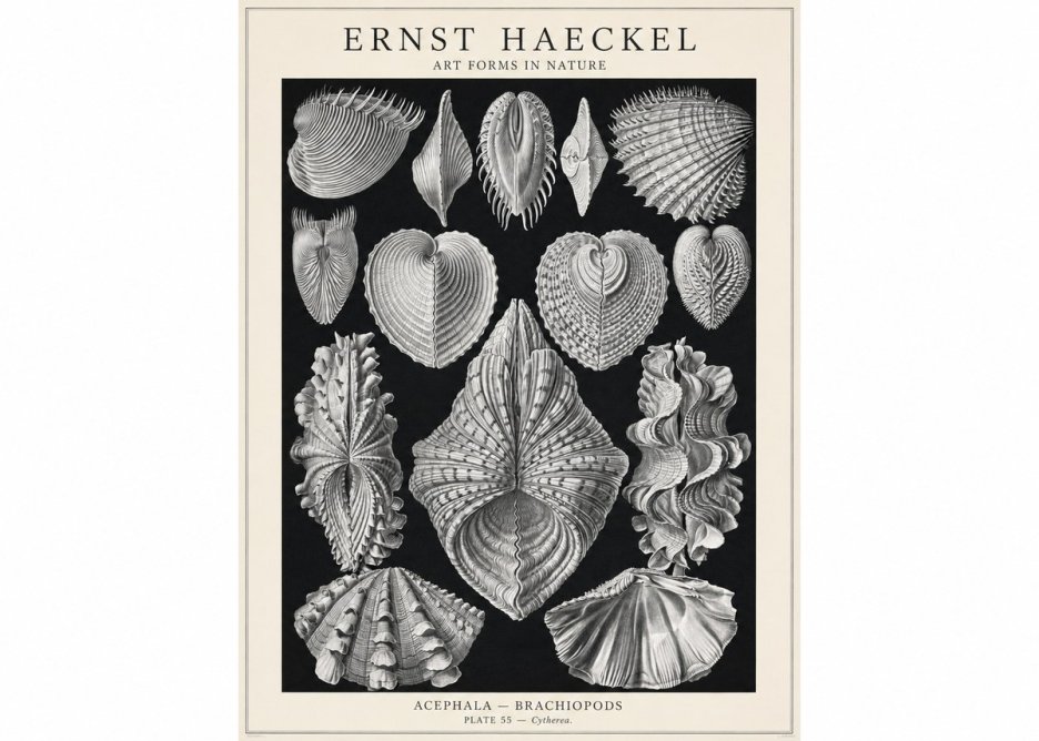 Ernst Haeckel Acephala — Brachiopods Plate 55 — Cytherea. No1 - Plakat
