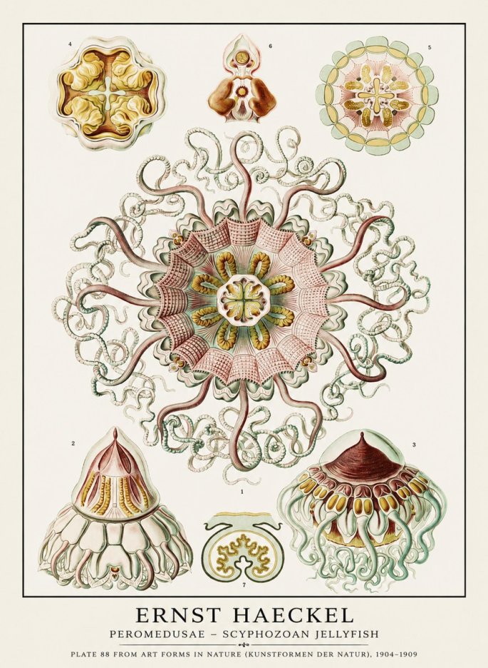 Ernst Haeckel Peromedusae – Discomedusae No3 - Plakat