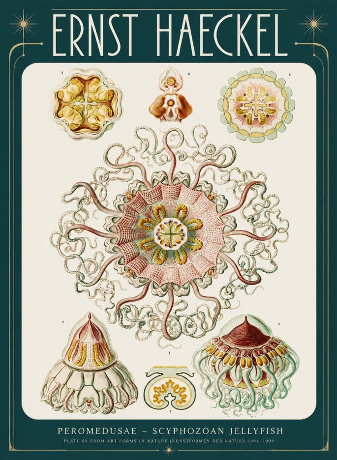 Ernst Haeckel Peromedusae – Discomedusae No4 - Plakat