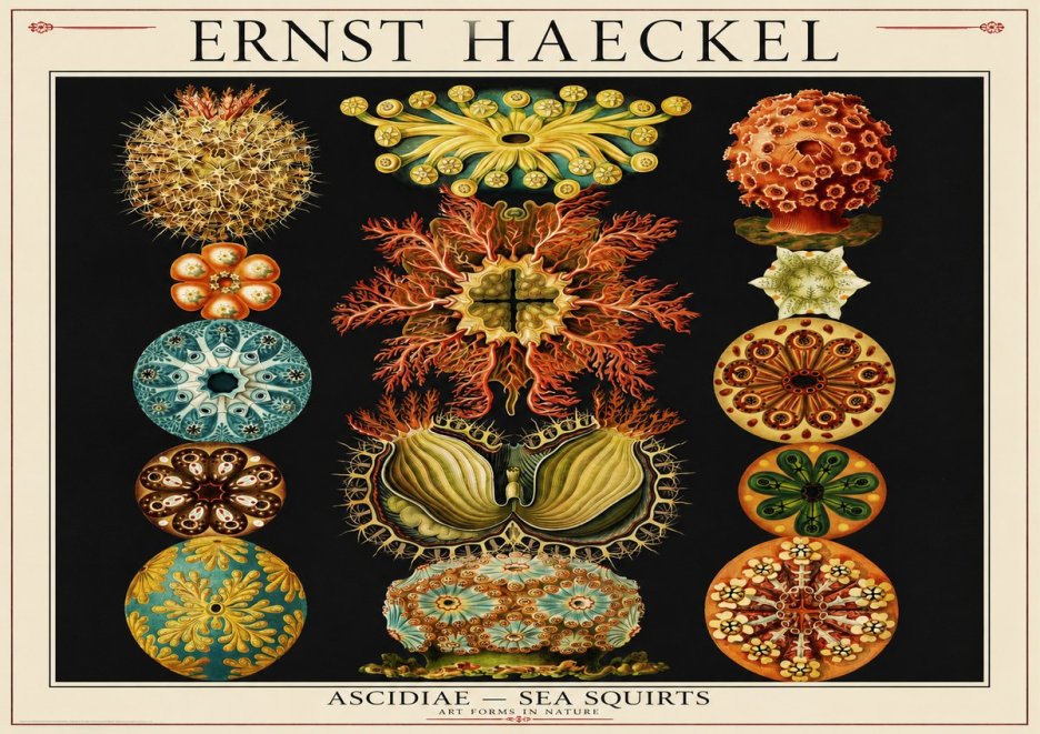 Ernst Haeckel Ascidiae — Sea Squirts No1 - Plakat