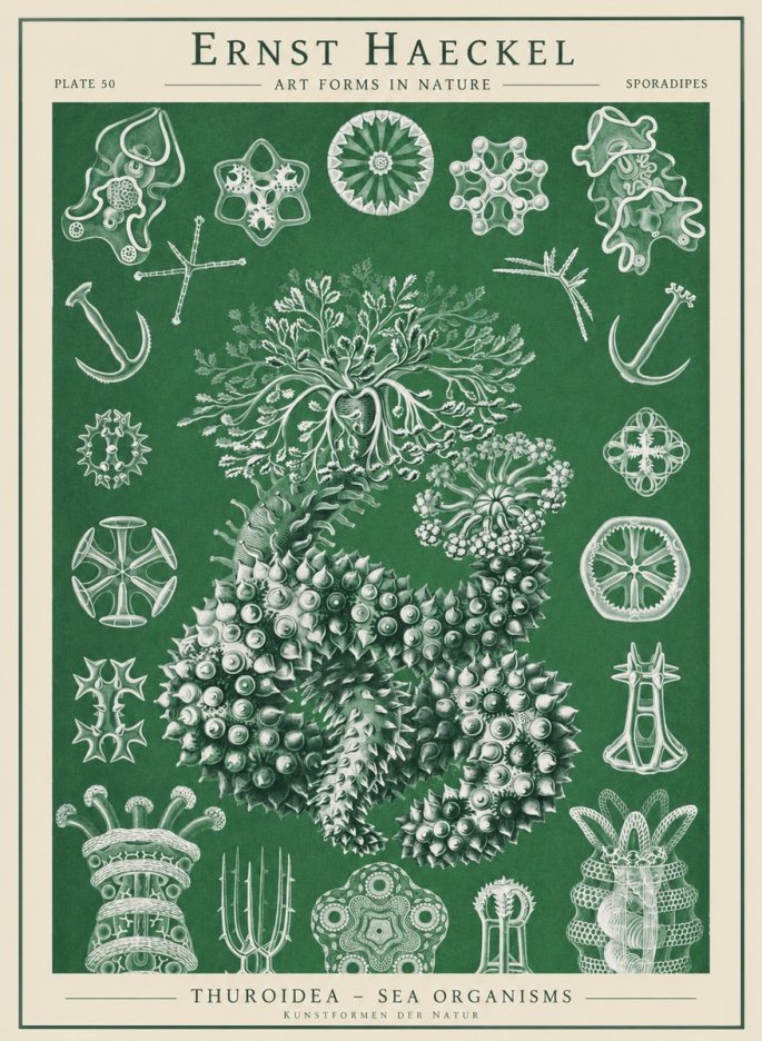 Ernst Haeckel Thuroidea - Sea Organisms No1 - Plakat