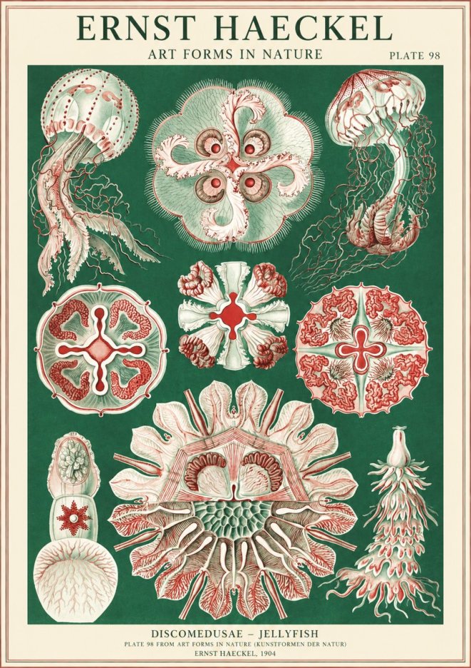 Ernst Haeckel Discomedusae - the Jellyfish No2 - Plakat