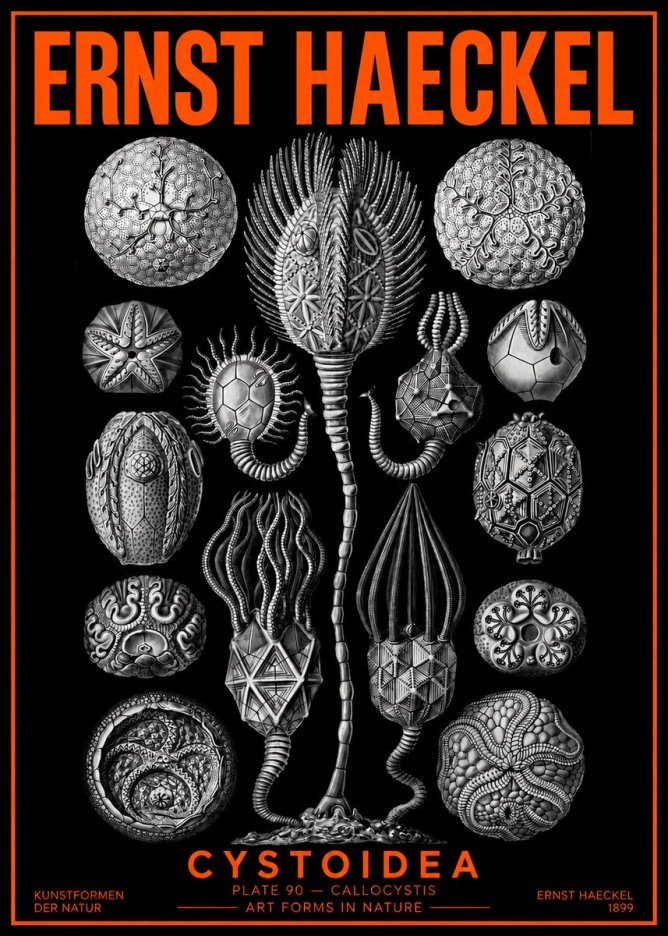 Ernst Haeckel Cystoidea - Callocystis No2 - Plakat