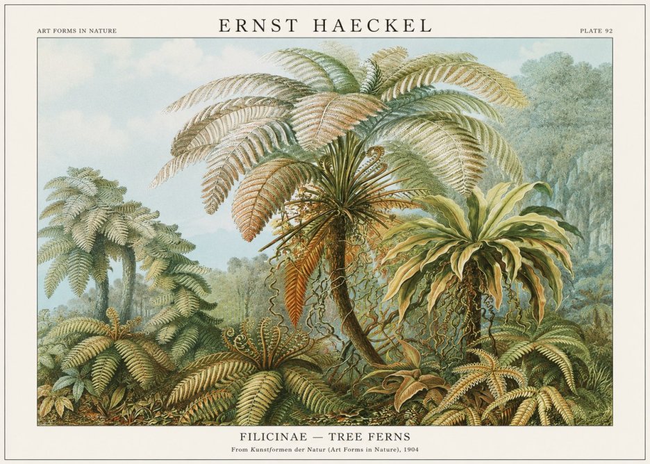 Ernst Haeckel Filicinae – Tree Ferns No1 - Plakat