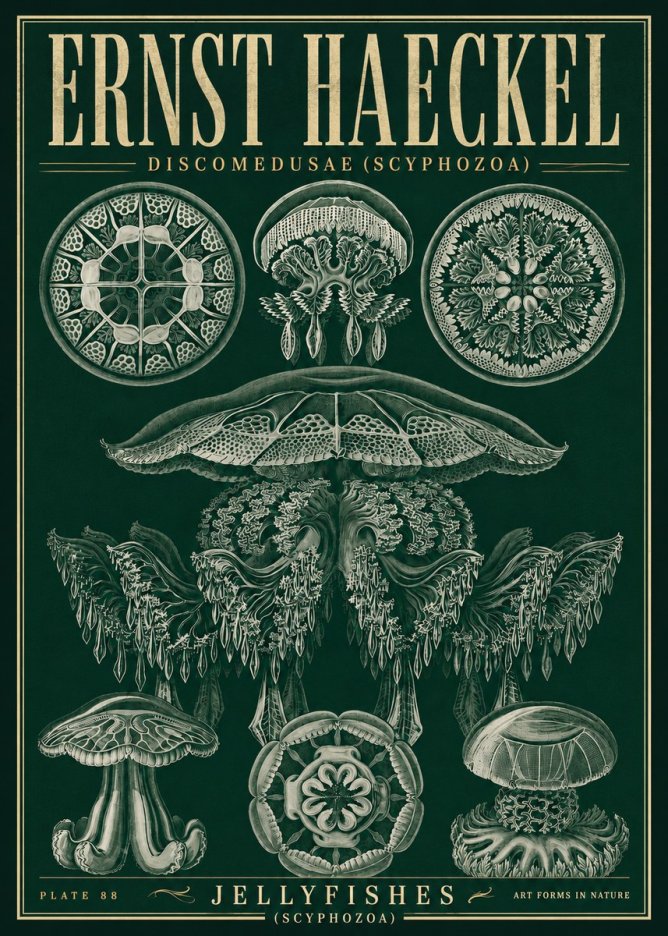 Ernst Haeckel Discomedusae (Scyphozoa) Plate 88 No5 - Plakat