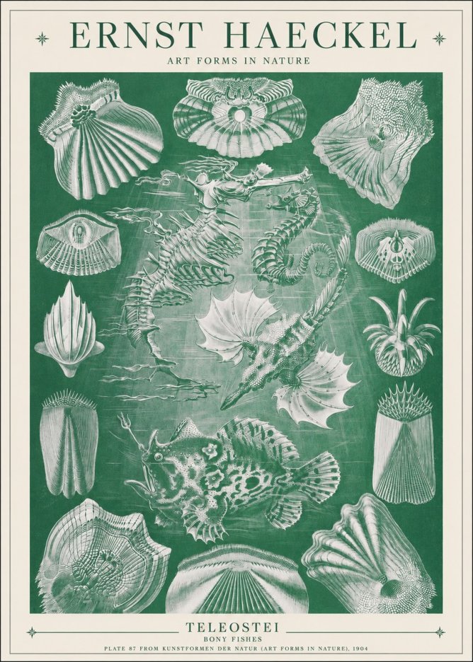 Ernst Haeckel Teleostei - Bony Fishes No1 - Plakat