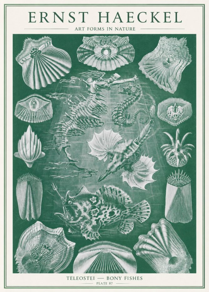 Ernst Haeckel Teleostei - Bony Fishes No2 - Plakat