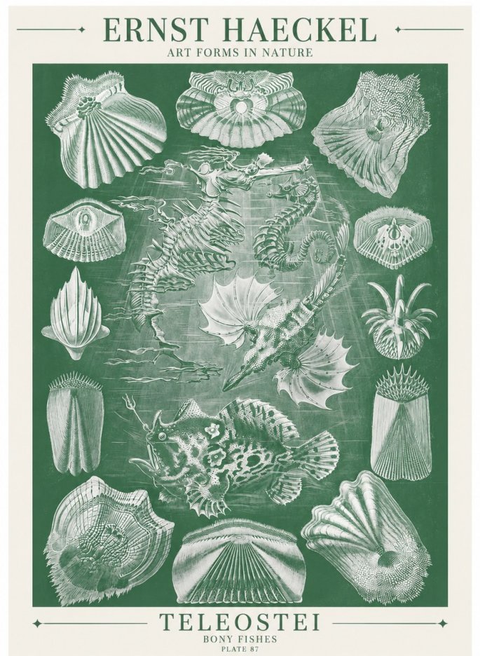 Ernst Haeckel Teleostei - Bony Fishes No6 - Plakat