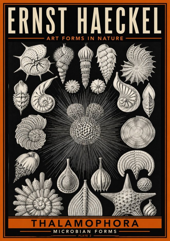 Ernst Haeckel Thalamophora - Microbian Forms - Plate 2 No6 - Plakat