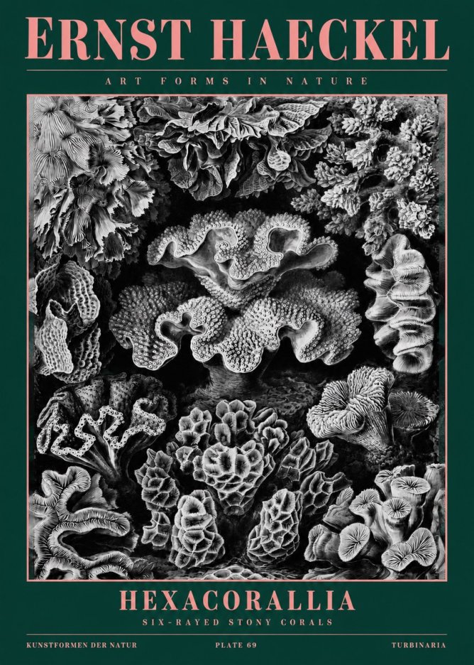 Ernst Haeckel Hexacorallia No2 - Plakat