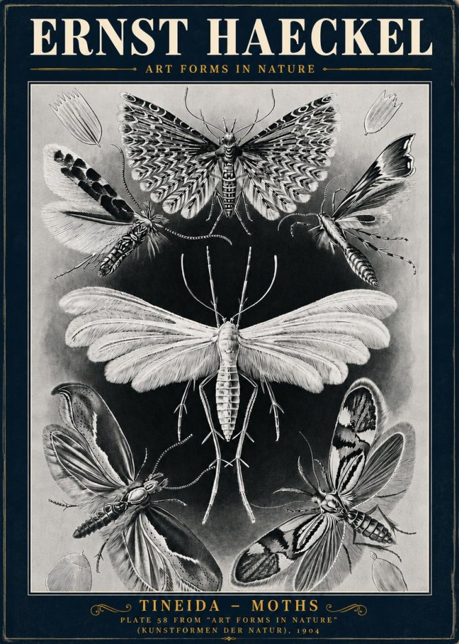 Ernst Haeckel Tineida - Moths No5 - Plakat