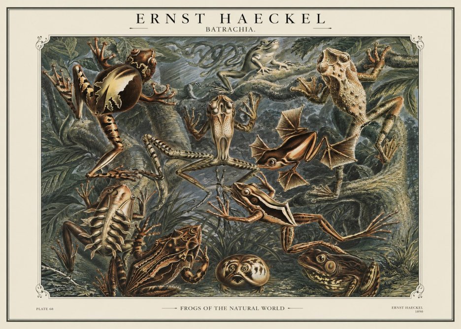 Ernst Haeckel Frogs of the Natural World No1 - Plakat