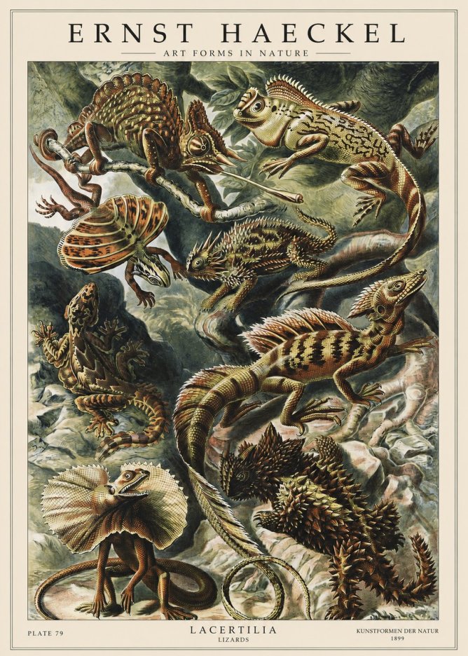 Ernst Haeckel Lacertilia Lizards No1 - Plakat